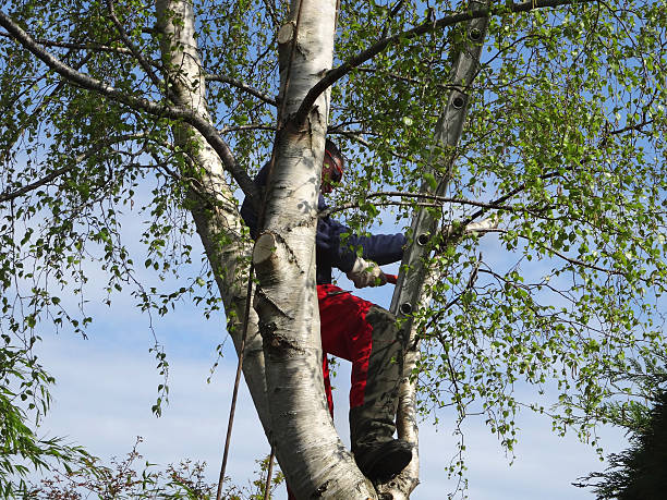 Best Hazardous Tree Removal  in Spring Hill, KS